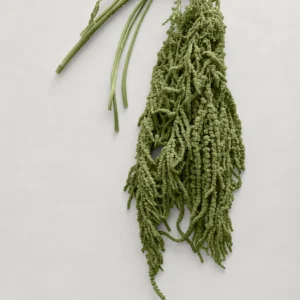 Green Preserved Hanging Amaranthus Flowers - 32-40"