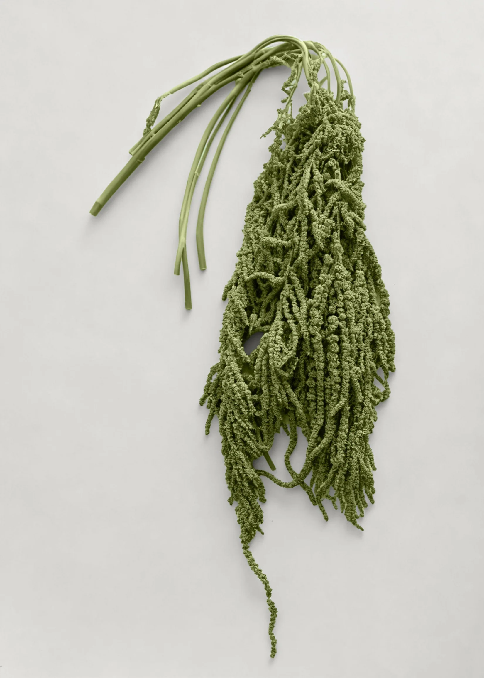 Green Preserved Hanging Amaranthus Flowers - 32-40"