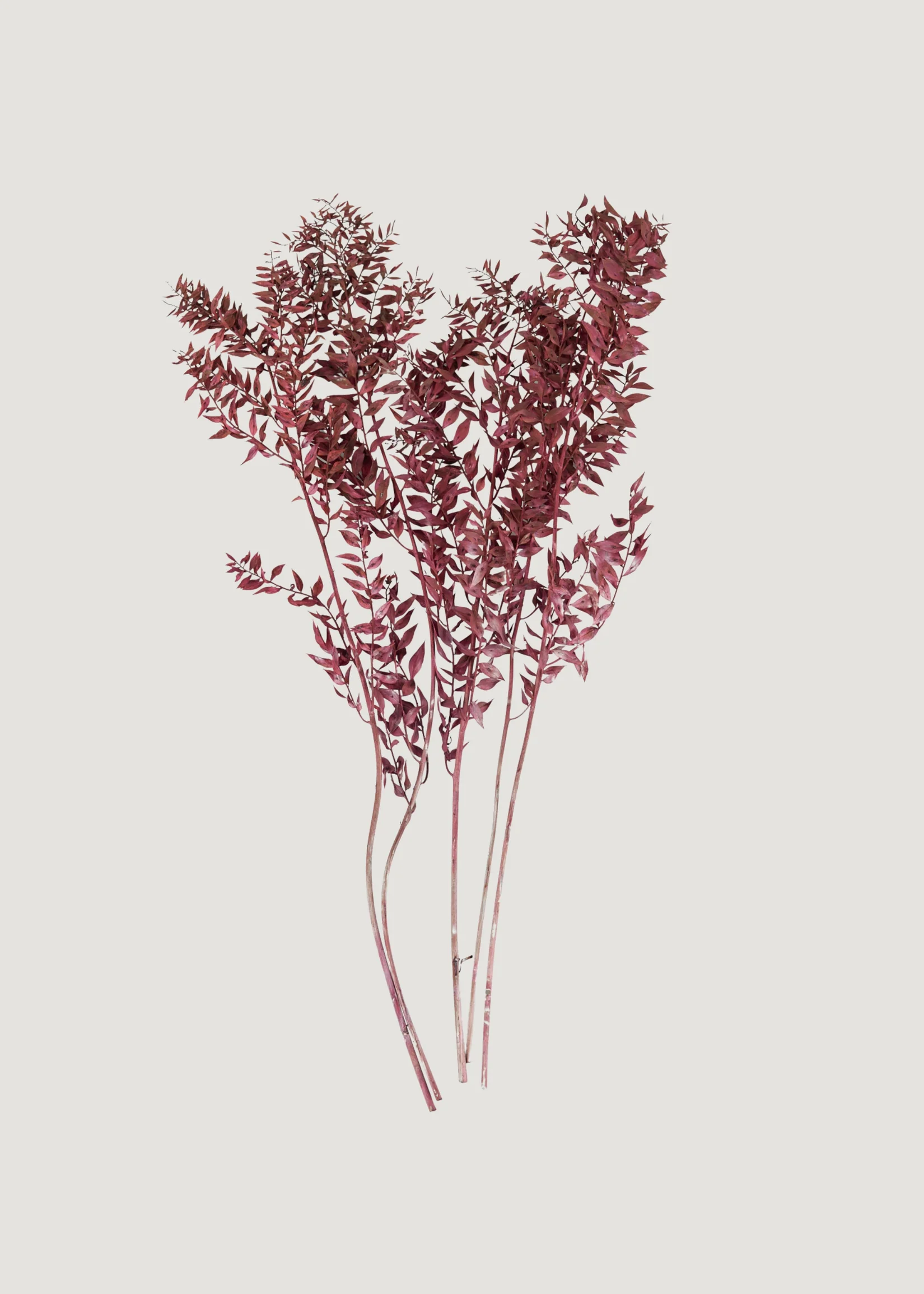 Burgundy Preserved Ruscus Leaves - 1.5 oz Bunch