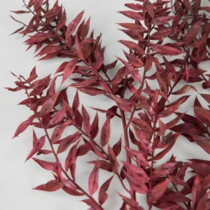 Alternative view of Burgundy Preserved Ruscus Leaves - 1.5 oz Bunch