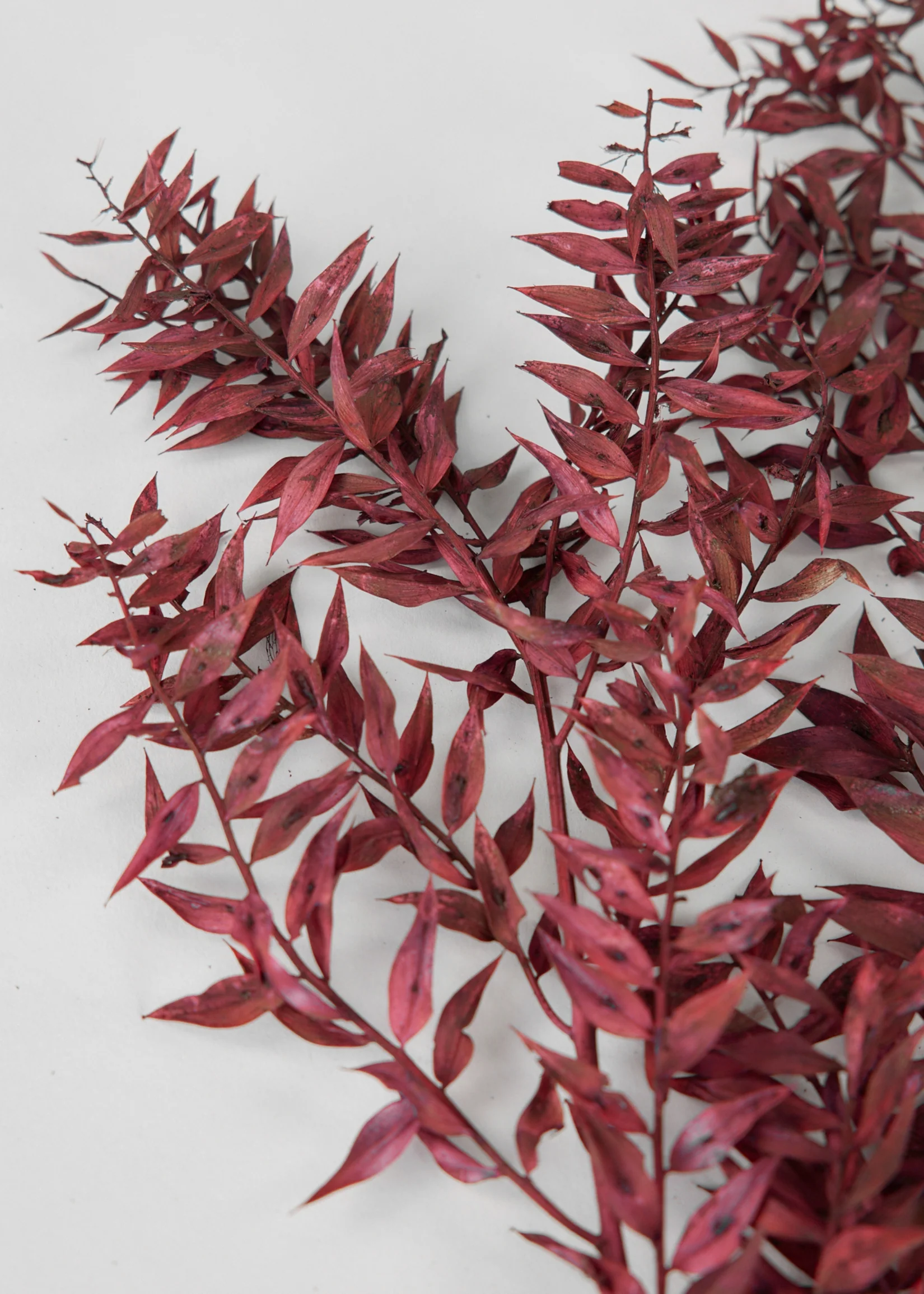 Burgundy Preserved Ruscus Leaves - 1.5 oz Bunch - Image 2