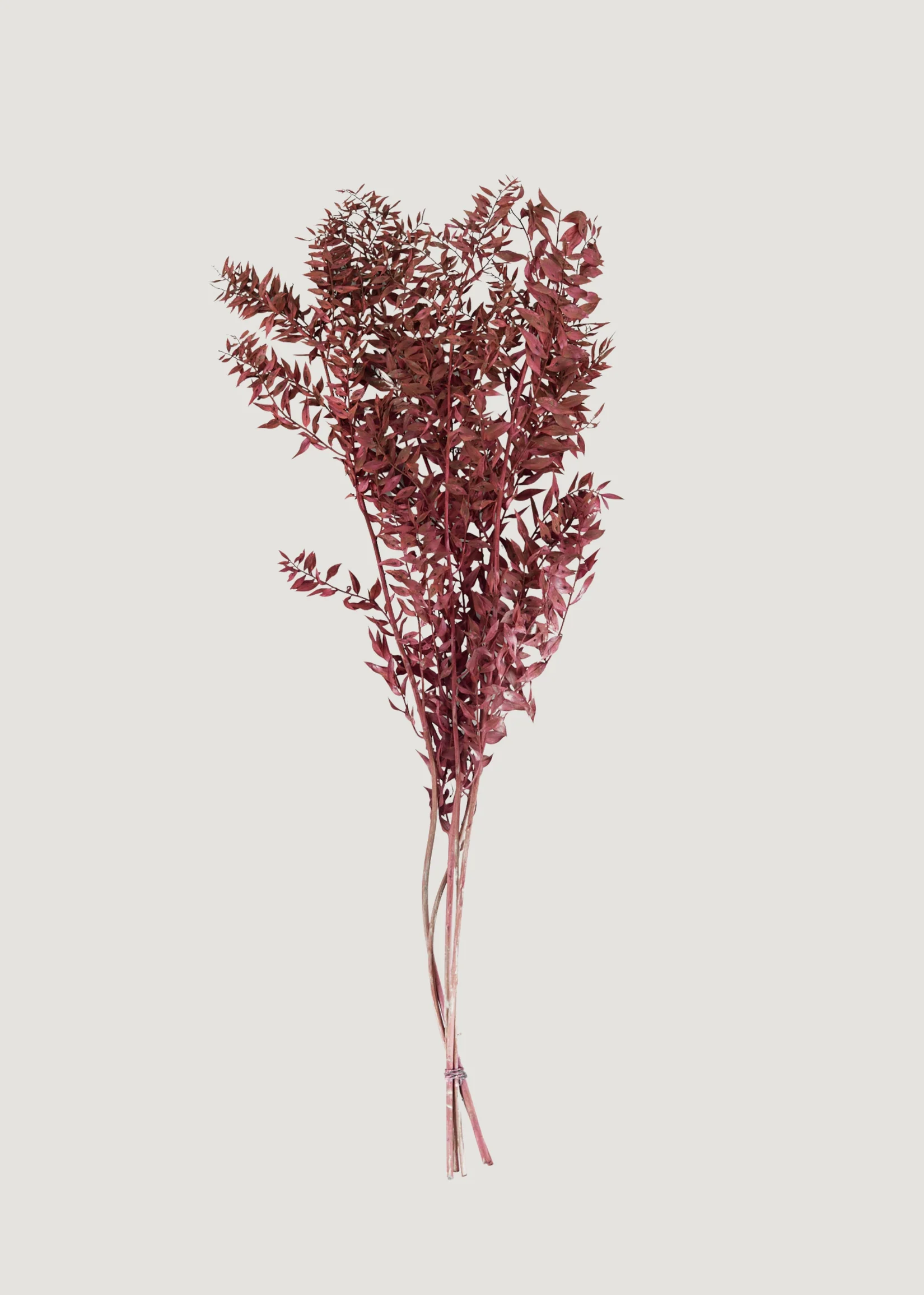 Burgundy Preserved Ruscus Leaves - 1.5 oz Bunch - Image 3