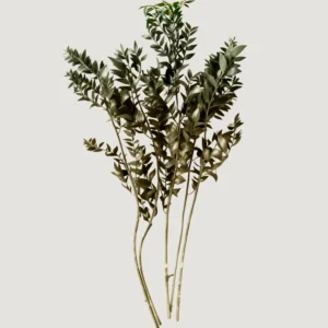 Natural Green Dried Ruscus Leaves - 1.5 oz Bunch