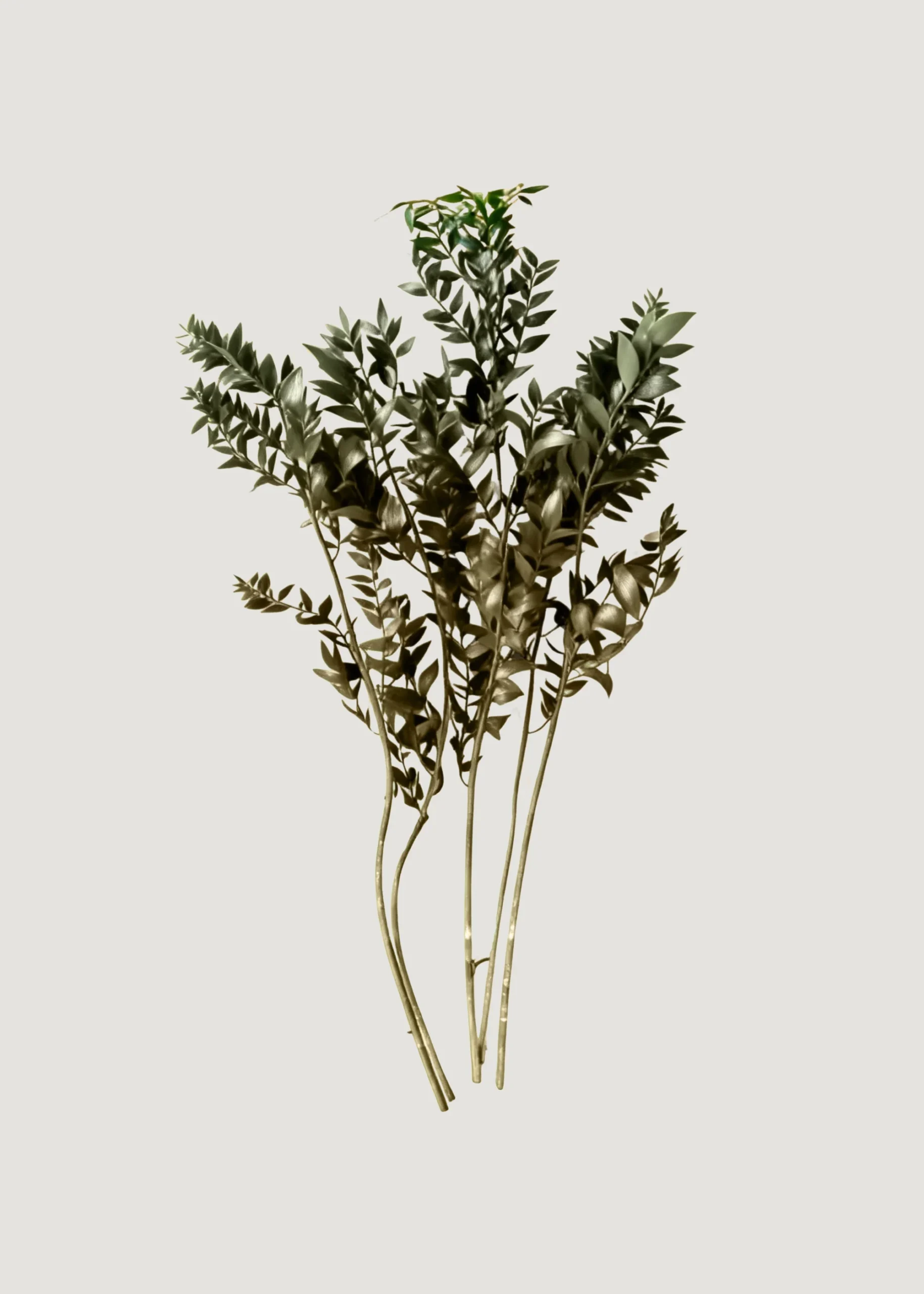 Natural Green Dried Ruscus Leaves - 1.5 oz Bunch