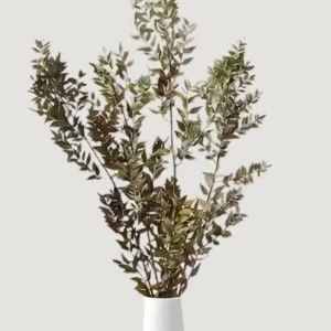 Alternative view of Natural Green Dried Ruscus Leaves - 1.5 oz Bunch
