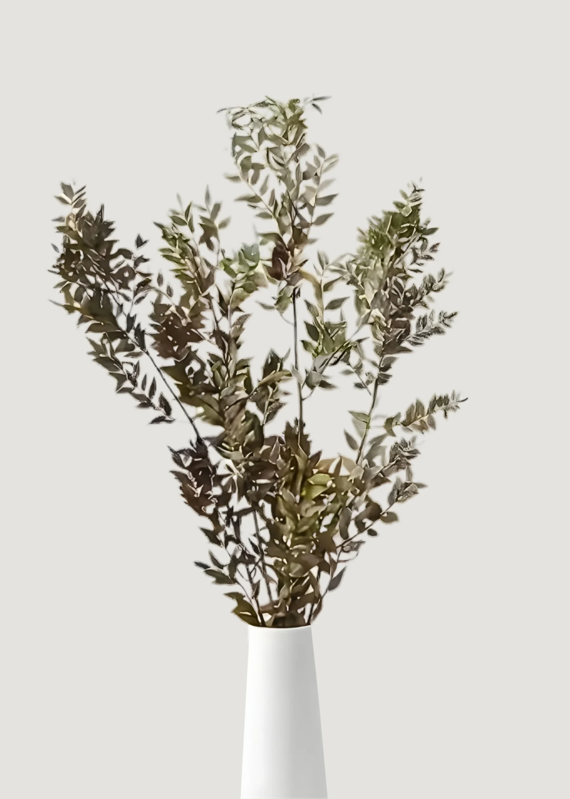 Natural Green Dried Ruscus Leaves - 1.5 oz Bunch - Image 2