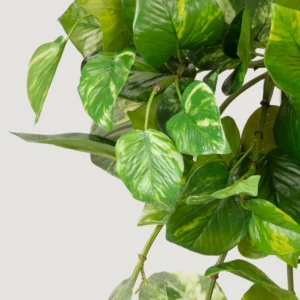 Alternative view of Natural Touch Variegated Pothos - Fake Hanging Plant - 27"