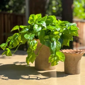 Alternative view of Artificial Pothos UV Treated Indoor/Outdoor Hanging Plant - 19"