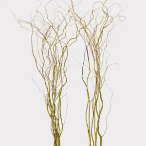 Alternative view of FRESH Curly Willow Branches - 48