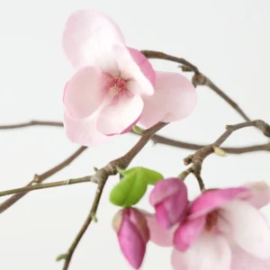 Alternative view of FRESH Magnolia Branches - 33-44