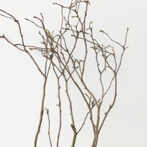 Branches