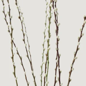 Alternative view of FRESH Pussy Willow Branches - 36-48"