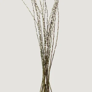 FRESH Pussy Willow Branches - 36-48"