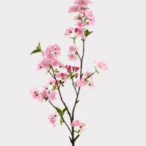 Cherry Blossoms