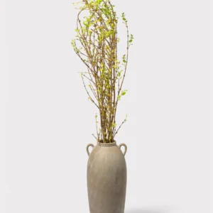 FRESH Forsythia Branches - 48