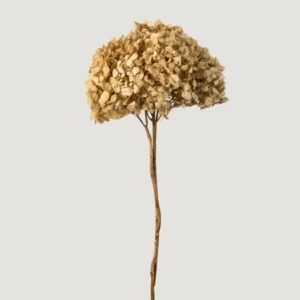 Natural Beige Dried Hydrangea Flower Stem