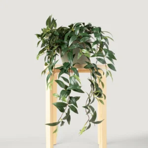 Alternative view of Fake Ruscus Leaf Hanging Plant - 31"