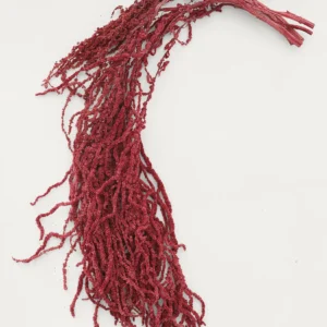 Dried