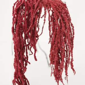 Alternative view of Burgundy Preserved Hanging Amaranthus - 32-40"