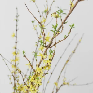 Alternative view of FRESH Forsythia Branches - 48