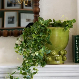 Hanging Deluxe Tradescantia with Green Hobnail Houseplant Design